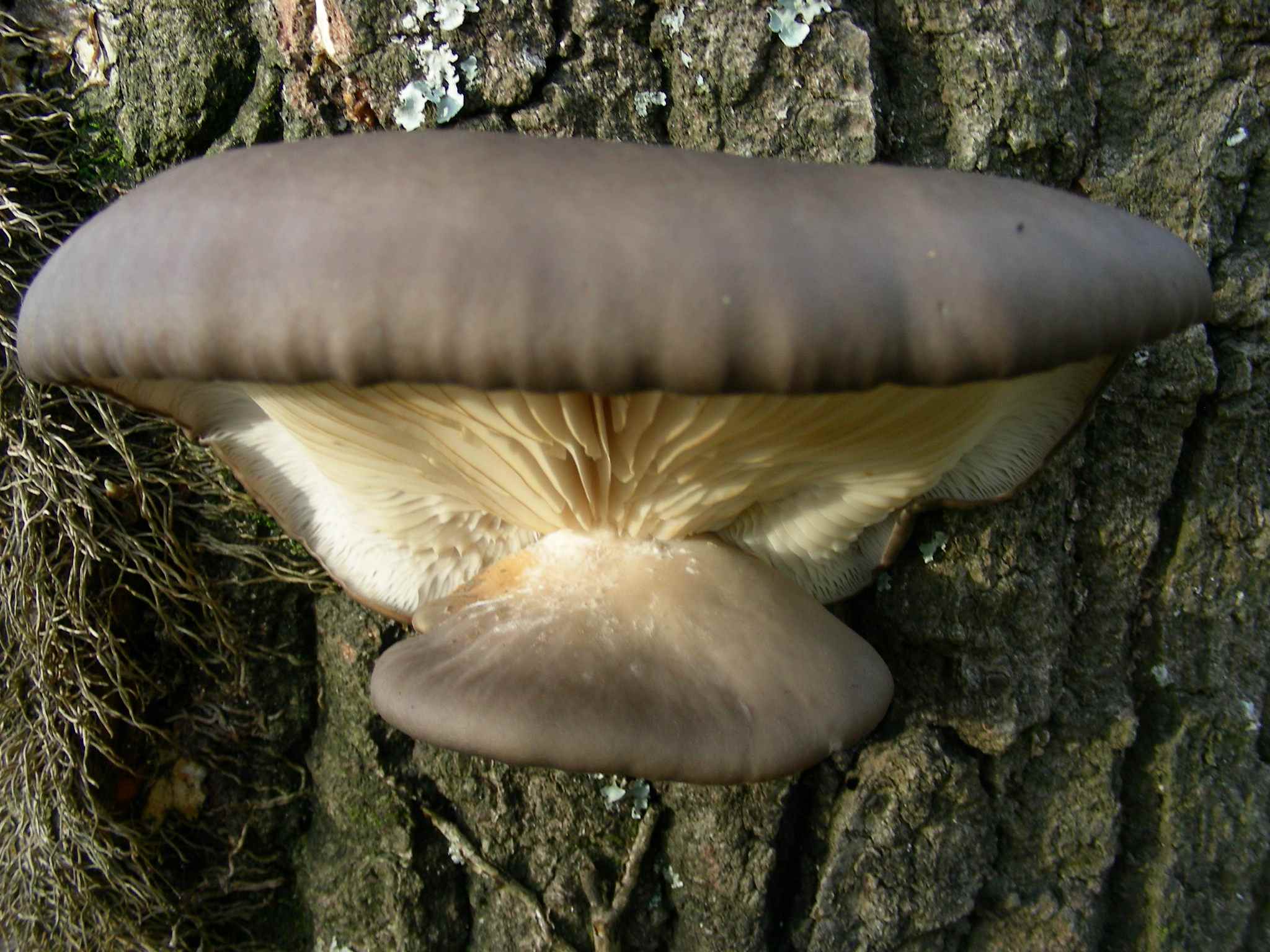 1955 Marzo vecchio ritrovamento